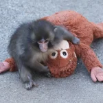 Punch The Viral Monkey Is Inspiring Heartfelt Original Music