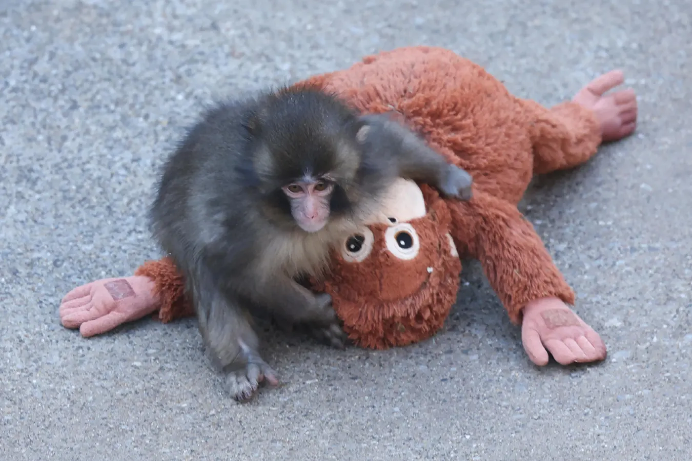 Punch The Viral Monkey Is Inspiring Heartfelt Original Music