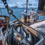 Russian seafood still sold in EU despite fishy sanctions – Euractiv — RT Business News