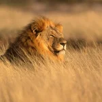 What Facing Down A Lion Can Teach You About The AI Age