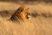 What Facing Down A Lion Can Teach You About The AI Age