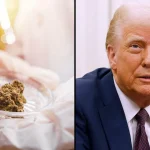 Cannabis CEO Celebrates DOJ Easing Regulations On Medical Marijuana