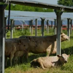 Solar On The Farm: The Benefits Of Agrivoltaics