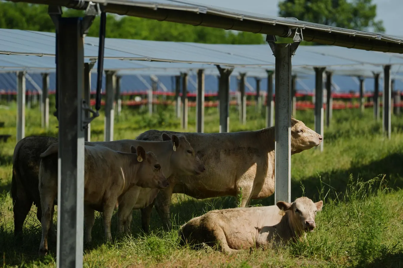 Solar On The Farm: The Benefits Of Agrivoltaics