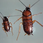 Private Credit: Trying To Count The Cockroaches