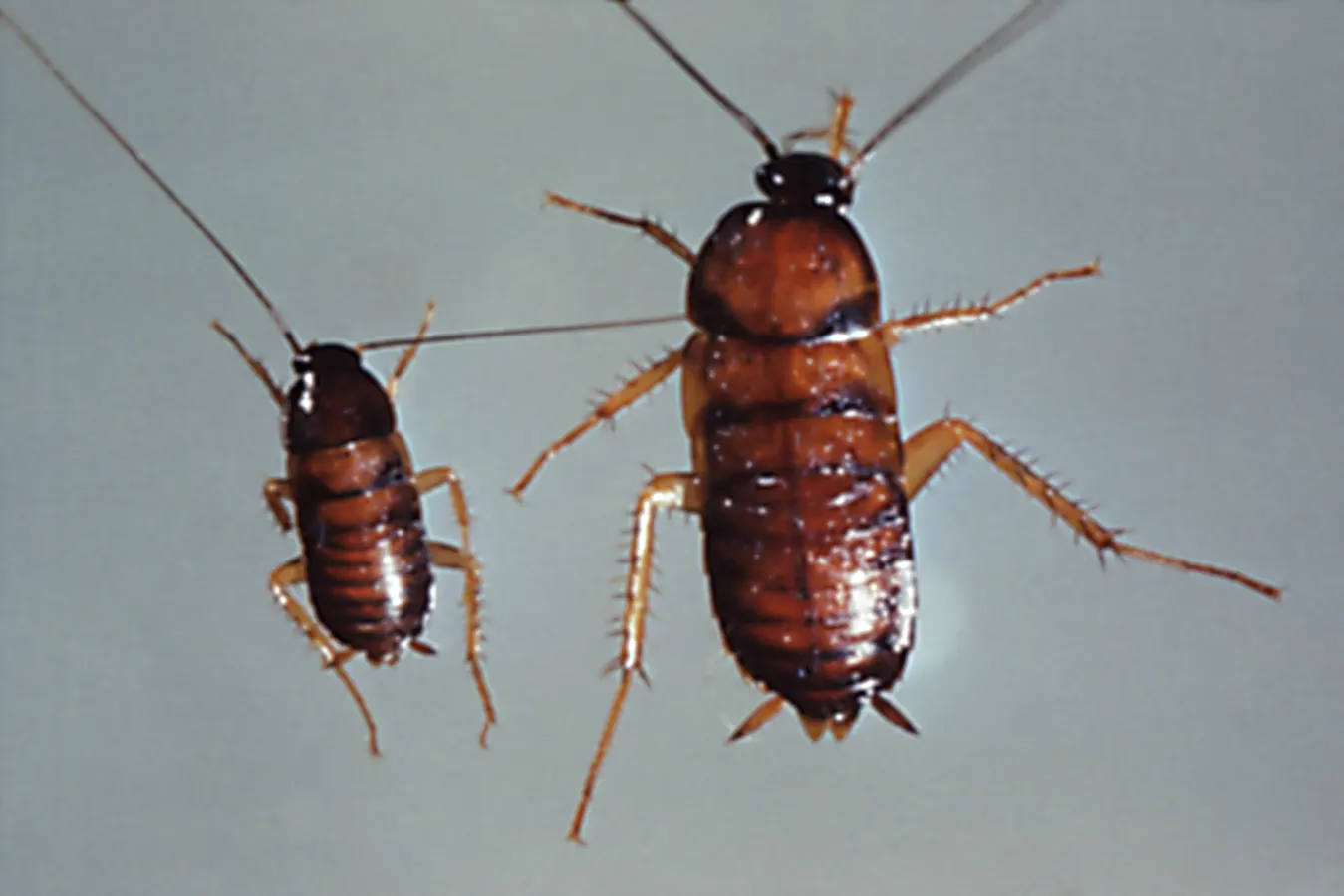 Private Credit: Trying To Count The Cockroaches