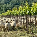 What Six Paso Robles Wineries Are Learning From The Soil