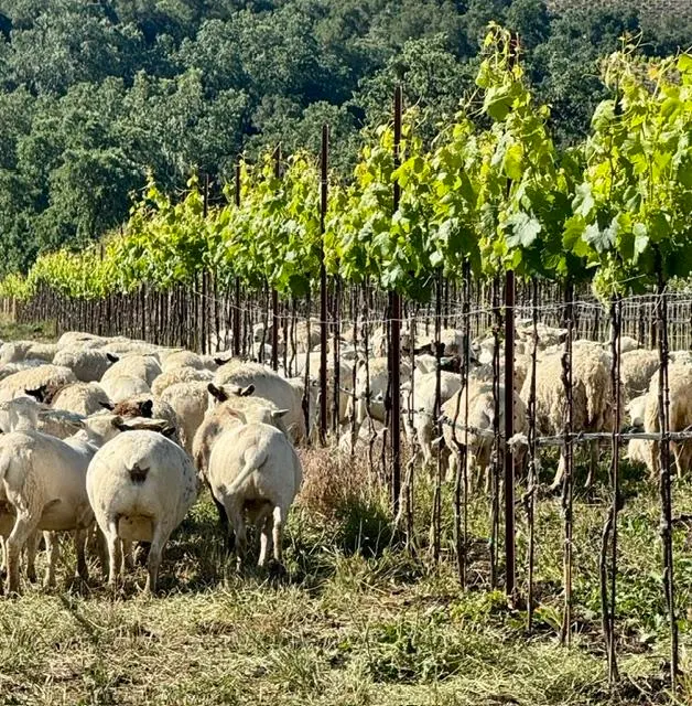 What Six Paso Robles Wineries Are Learning From The Soil