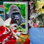 White House Posts Lengthy Tribute To Harambe: ‘Icon’ Of ‘American Culture’