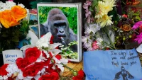 White House Posts Lengthy Tribute To Harambe: ‘Icon’ Of ‘American Culture’