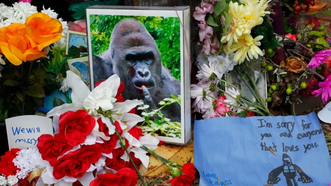 White House Posts Lengthy Tribute To Harambe: ‘Icon’ Of ‘American Culture’