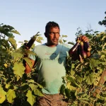 Caribbean Food Security, One Year After The Collapse Of USAID