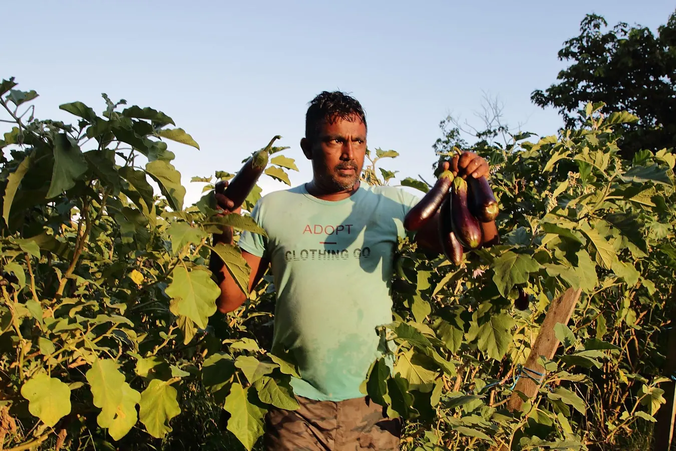Caribbean Food Security, One Year After The Collapse Of USAID