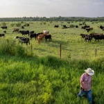 Screwworm Is Back In Texas Cattle—Is DOGE To Blame?