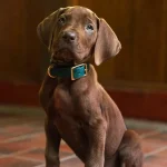 Why Netflix’s New Scooby Doo Puppy Is Confusing Fans