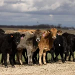 Screwworm Is Rising In Texas—How It Could Impact America’s Beef