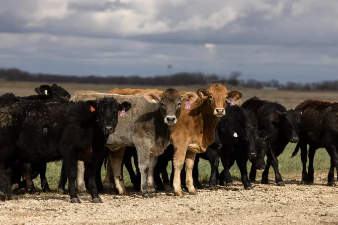 Screwworm Is Rising In Texas—How It Could Impact America’s Beef