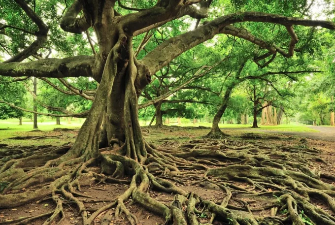 Good Intentions Aren’t Enough: Scaling Business Values