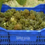 The Spanish Grape That Could Help Save Wine From Climate Change—and The Winery That Bet On It Decades Ago