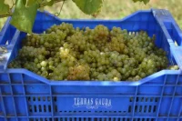 The Spanish Grape That Could Help Save Wine From Climate Change—and The Winery That Bet On It Decades Ago