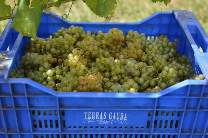 The Spanish Grape That Could Help Save Wine From Climate Change—and The Winery That Bet On It Decades Ago