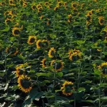 Consumer Understanding Of Regenerative Agriculture Triples In Past Three Years