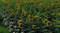 Consumer Understanding Of Regenerative Agriculture Triples In Past Three Years