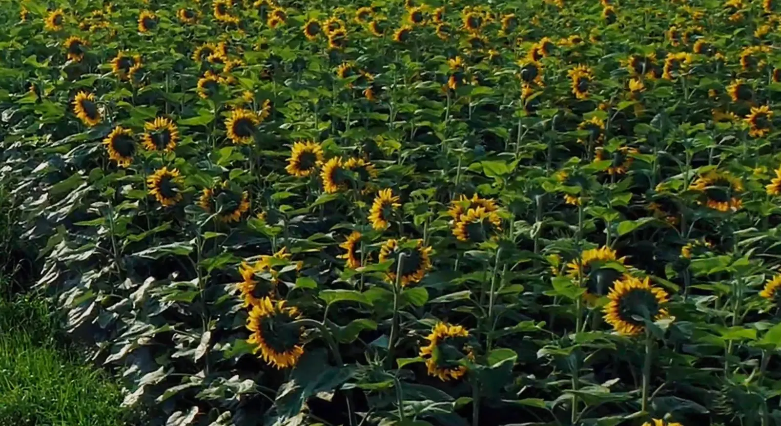 Consumer Understanding Of Regenerative Agriculture Triples In Past Three Years
