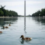 Dead Ducks Found in Reflecting Pool Prompt Investigation, Report Says