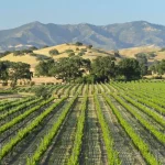 Why Europe’s Top Sommeliers Already Love Santa Barbara Wine