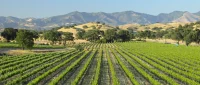 Why Europe’s Top Sommeliers Already Love Santa Barbara Wine
