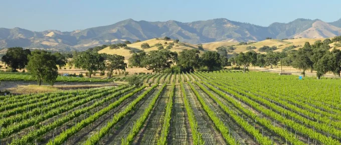 Why Europe’s Top Sommeliers Already Love Santa Barbara Wine
