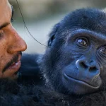 Scientists Tickled Gorillas And Found An Old Clue To How Humans Learned Speech