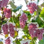 Japanese Wine Is Having A Moment. Here’s What You Need To Know