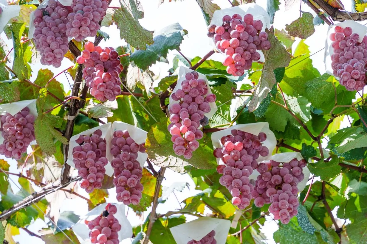 Japanese Wine Is Having A Moment. Here’s What You Need To Know