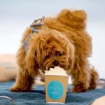 The  Billion Business Of Resort Anthropomorphism