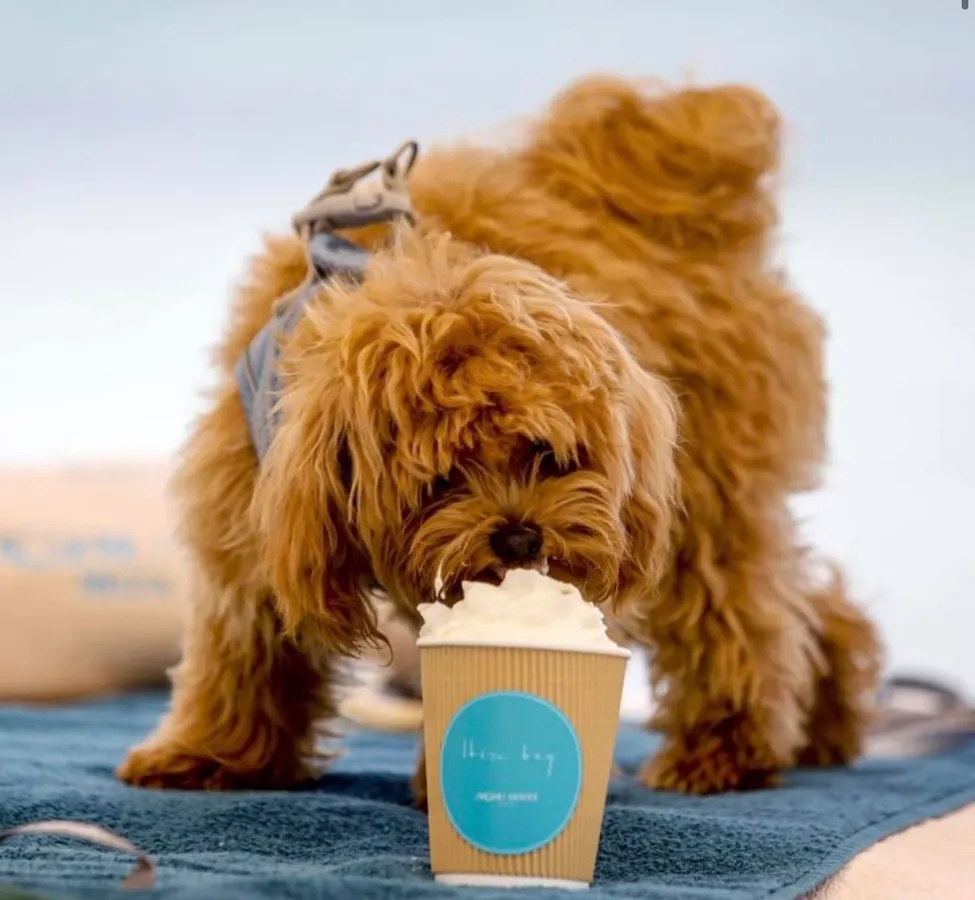The  Billion Business Of Resort Anthropomorphism