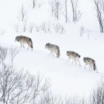 Why Lone Wolf Business Leaders Can Never Thrive