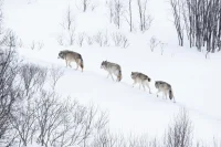 Why Lone Wolf Business Leaders Can Never Thrive