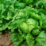 Cyclosporiasis Outbreak Source Potentially Taco Bell Supplier Taylor Farm’s Lettuce, Report Says