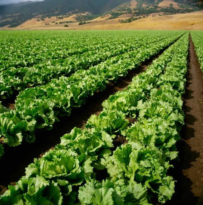 Taylor Farms Removes Some Iceberg Lettuce From U.S. Market