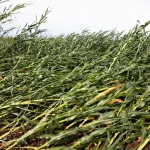 The Next Green Revolution: Climate-Resilient Crops