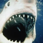 10 Movies To Watch This Shark Week