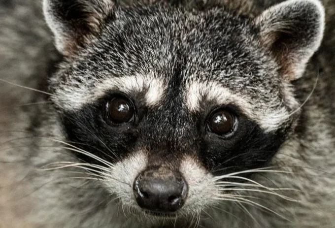 Who Is ‘Jimothy’? The Viral, Round Raccoon, Explained
