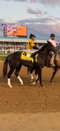 Counting Stars Shines In Run Towards Breeders Cup And Year End Honors