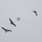 National Guard Troops Deploy Tech That Distinguishes Drones From Birds