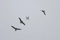 National Guard Troops Deploy Tech That Distinguishes Drones From Birds