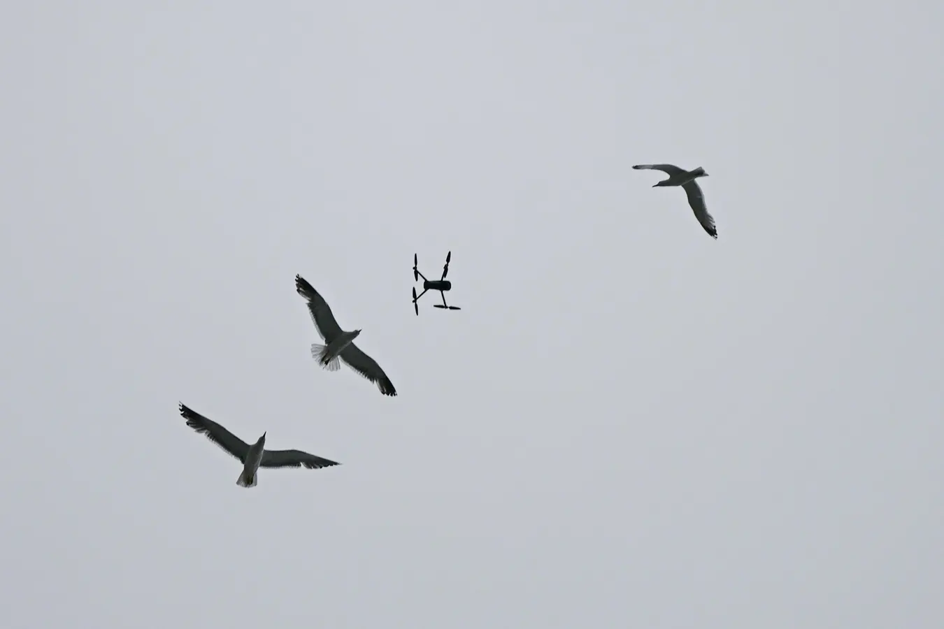 National Guard Troops Deploy Tech That Distinguishes Drones From Birds