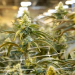 A Cannabis Drug Could Treat Nightmares in PTSD Patients, Study Finds