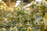 A Cannabis Drug Could Treat Nightmares in PTSD Patients, Study Finds